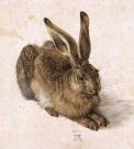 Junger Hase / Feldhase Junger Hase / Feldhase