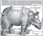 Rhinocerus (Nashorn) Rhinocerus (Nashorn)