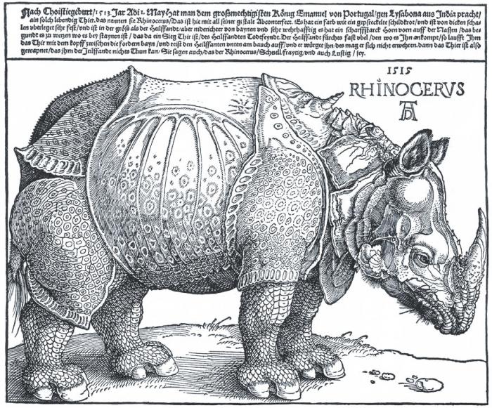 Rhinocerus (Nashorn) - Albrecht Dürer