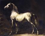 Weiß-grauer Cheval Araber-Hengst Weiß-grauer Cheval Araber-Hengst