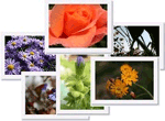 Kostenlose Blumenbilder Logo